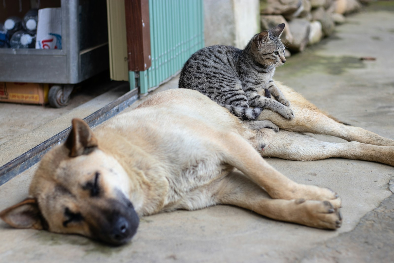 gray cat sitting on lying brown dog during hot weather